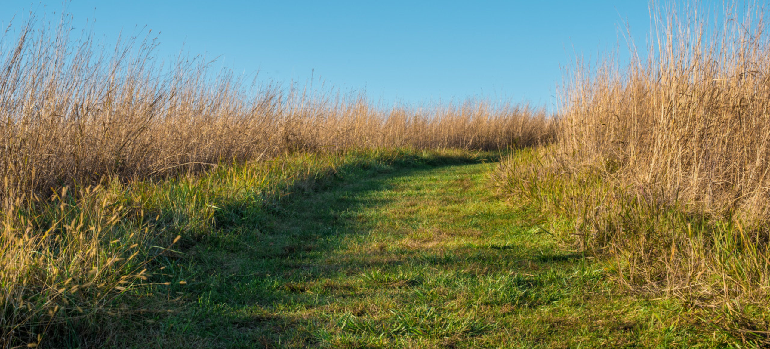 A green grassy trail with a slight incline cuts through a meadow of tall brown grass.