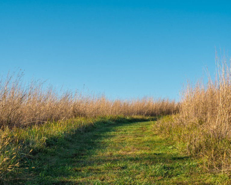 A green grassy trail with a slight incline cuts through a meadow of tall brown grass.