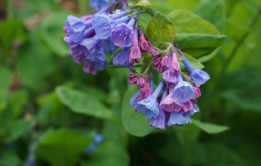 Virginia bluebells blooms in blue and purple in front of green leaves