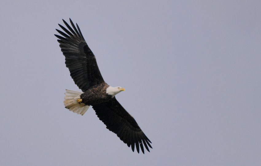 A Bald Eagle soars against a blue grey sky.