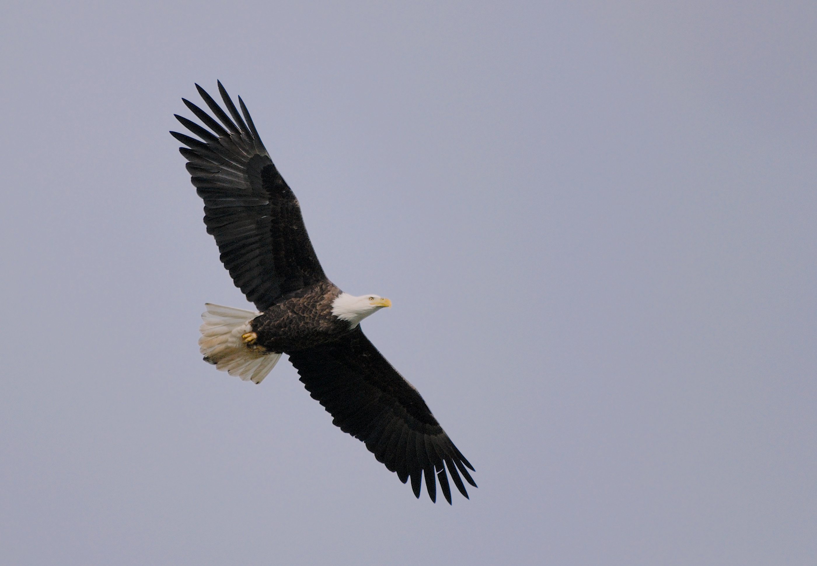 A Bald Eagle soars against a blue grey sky.