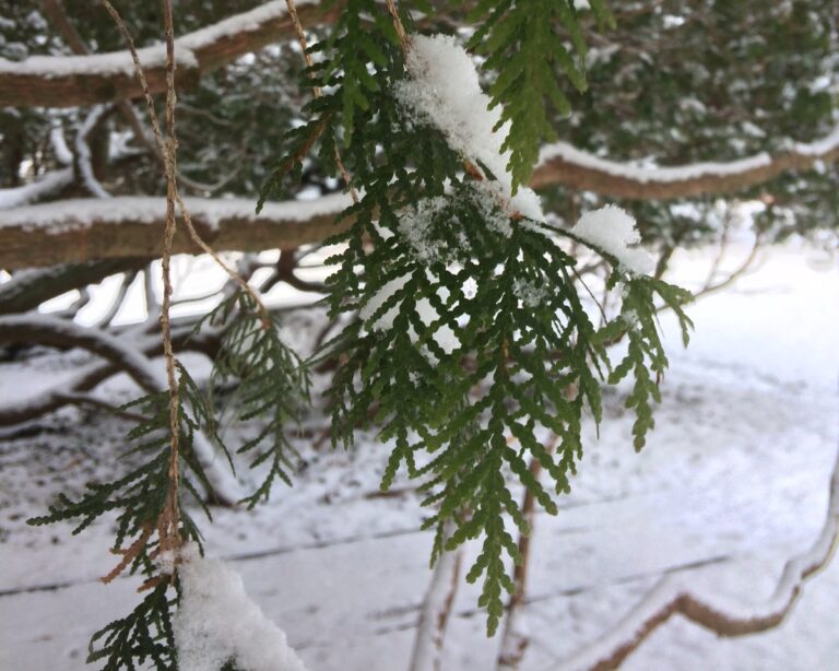 Snow hanging on evergreen leaves.