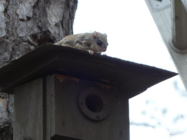 Flying Squirrel Strategy 