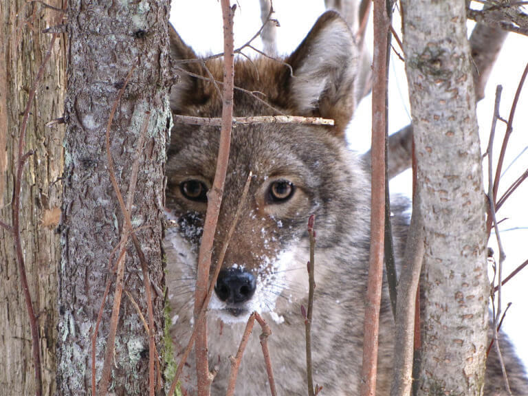 Call of the Wild: Eastern Coyotes in Pennsylvania - Natural Lands