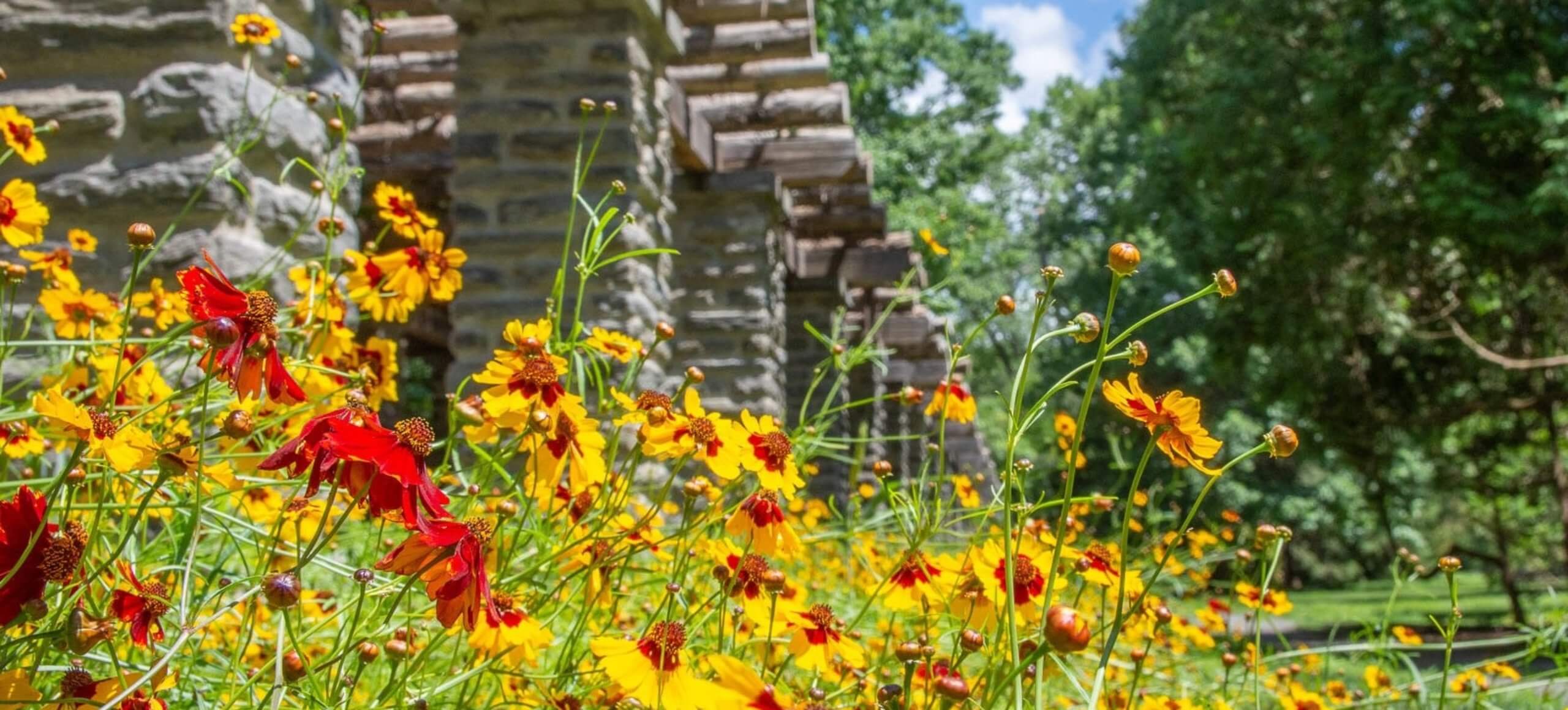 Bright yellow and red flowers bloom in the sunshine in a natural setting. To the left is a stone pergola. To the right are trees. A hint of blue sky peeks through the canopy.