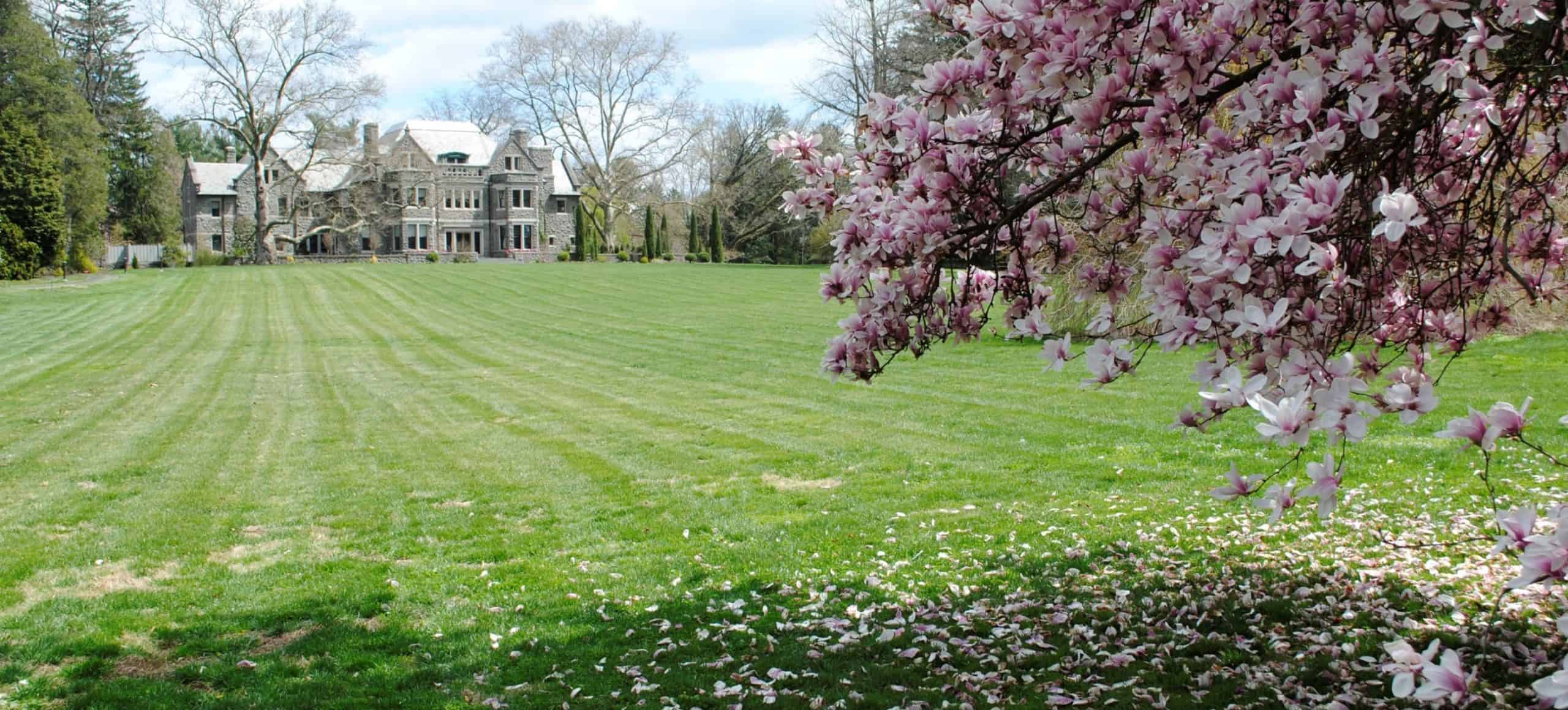 A magnolia tree with it's pink blossoms in the foreground. Some of the blossoms have fallen on a grassy lawn. In the background is a large stone mansion.