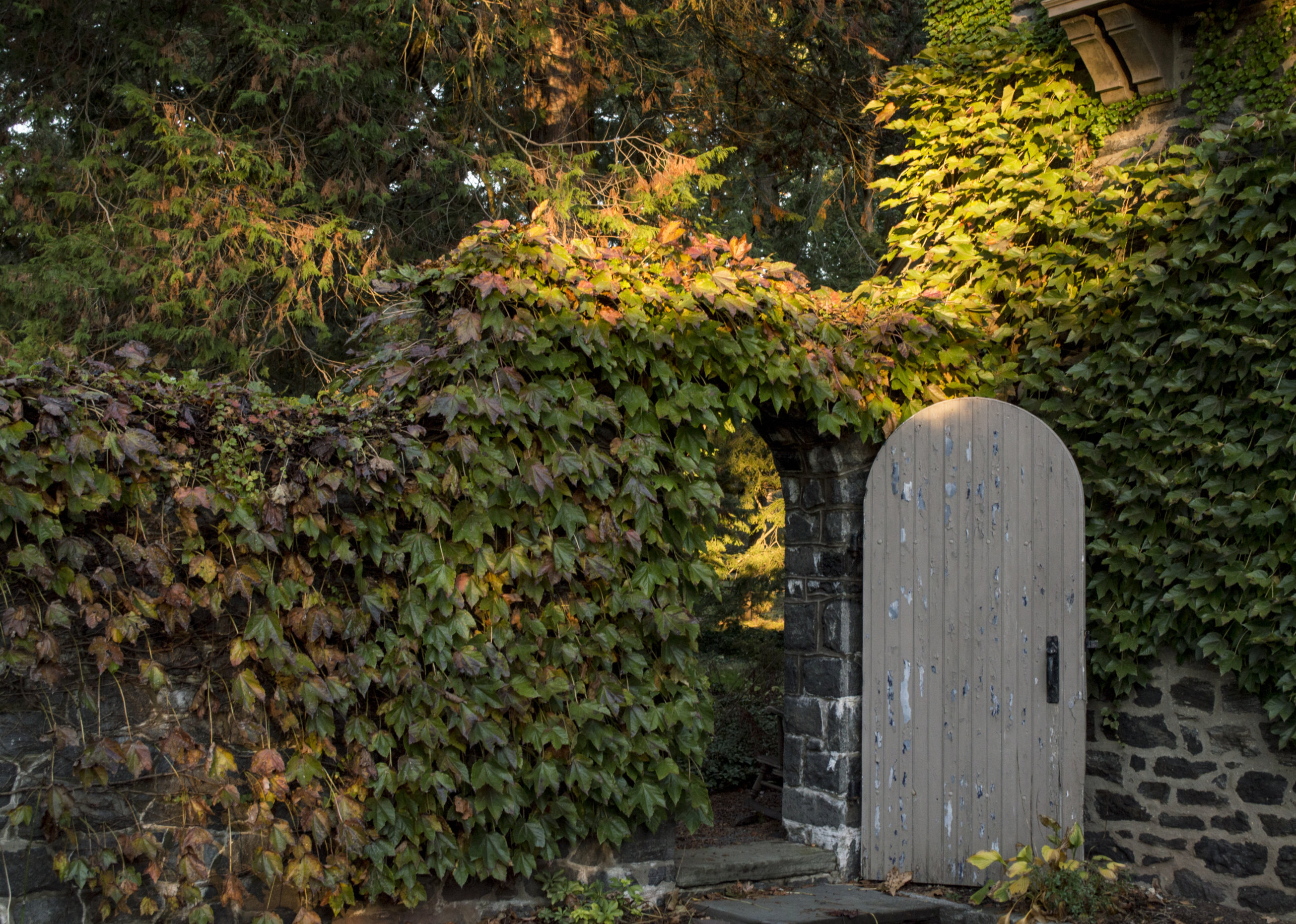 An open door in a stone wall covered wtih vines in the early fall