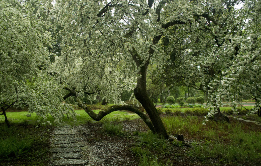 White blossoms cover a tree beside a stone pathway