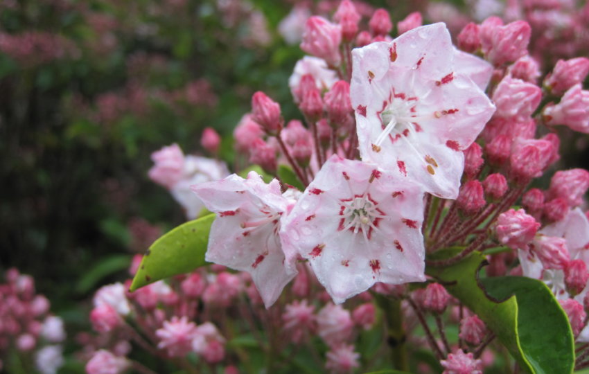 A close up shot of pink and white Mountain Laurel flowers with a faint view of many more in the background.