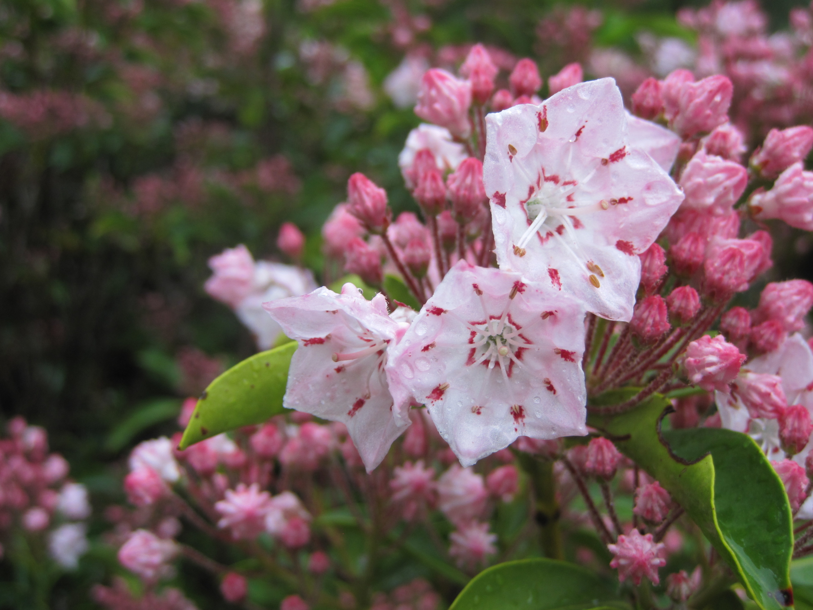 Mountain Laurel Paradise - SOLD OUT - Natural Lands