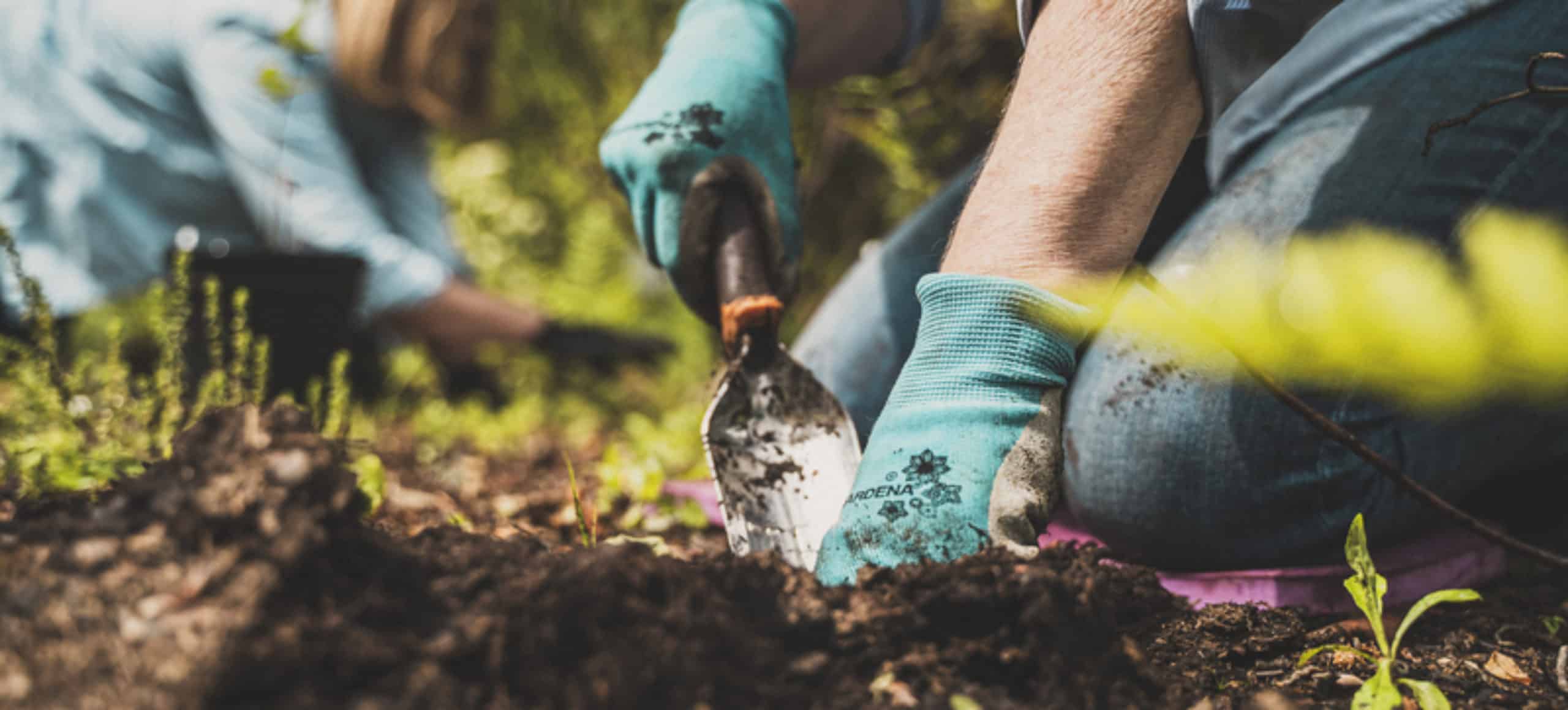 Two volunteers wearing gardening gloves dig with tools in the dirt to install plants
