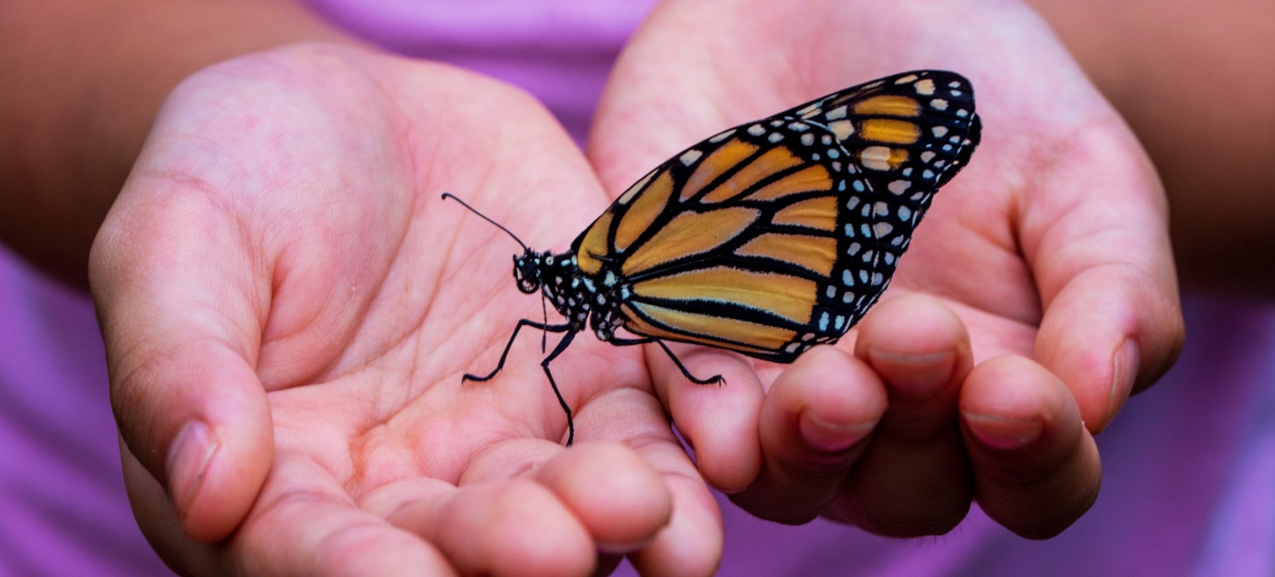 Close up of a child's hands holding a monarch butterfly