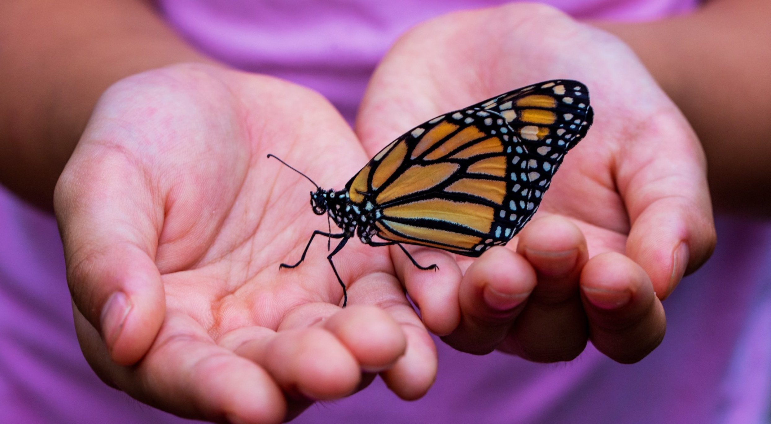 Close up of a childs hands holding a monarch butterfly