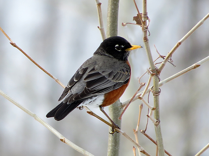 An American Robin perched on thin branches.