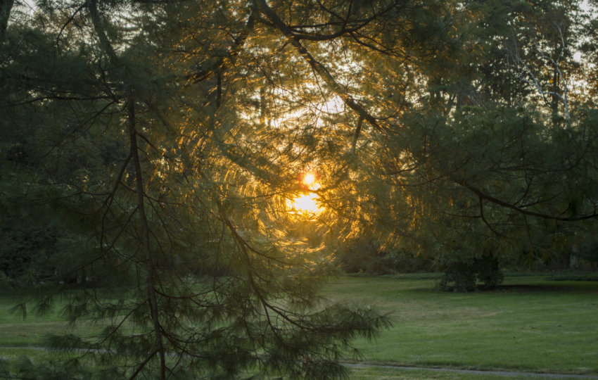 Sunrise through and evergreen tree in front of a grass landscape.