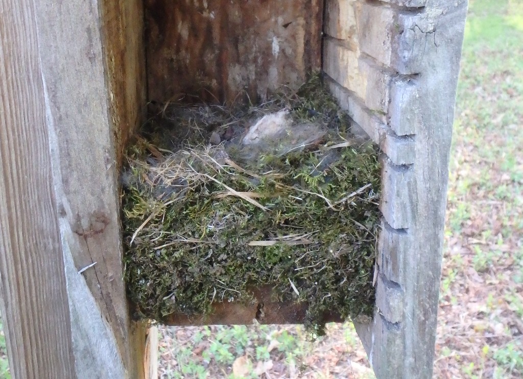 chickadee natural nest