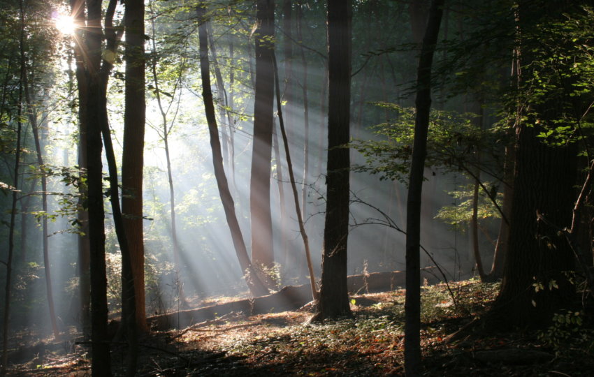 Beams of sunlight pour through green woods around tall dark trees.