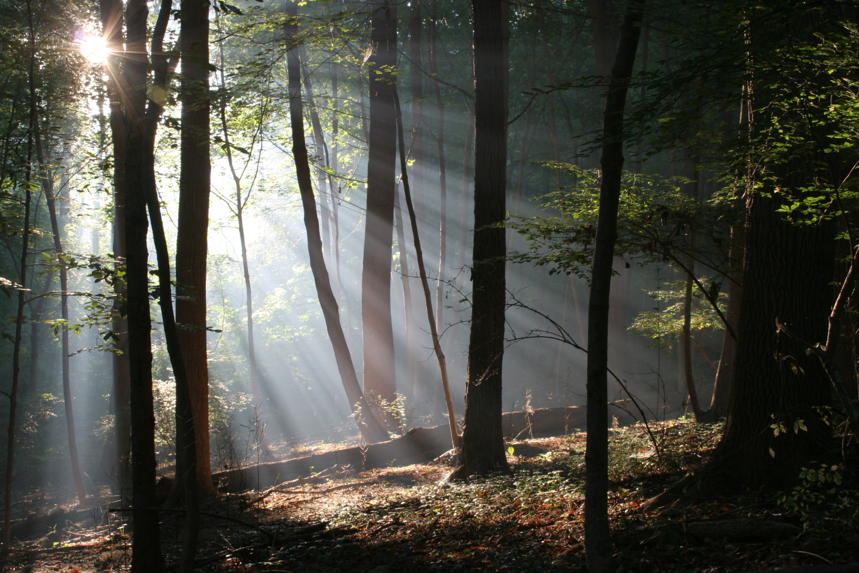 Beams of sunlight pour through green woods around tall dark trees.