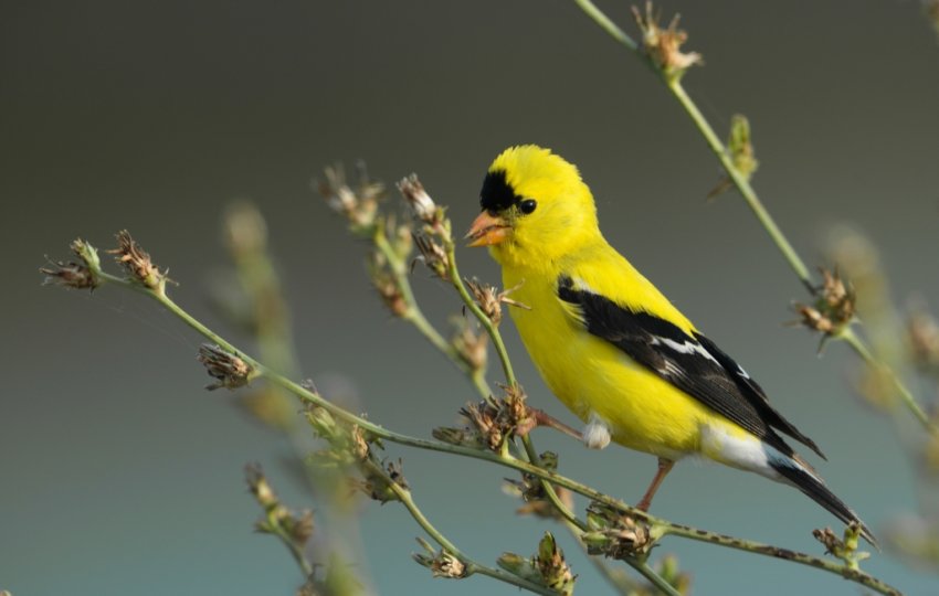 An American Goldfinch perches on a reed in front of a blurred blue background.