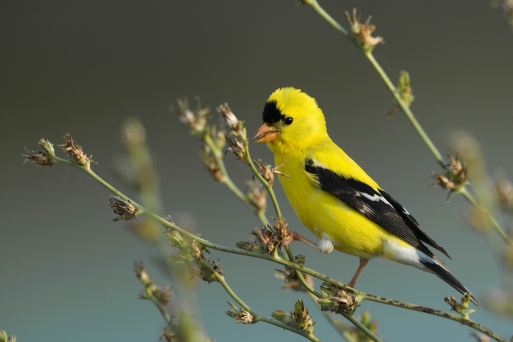 An American Goldfinch perches on a reed in front of a blurred blue background.