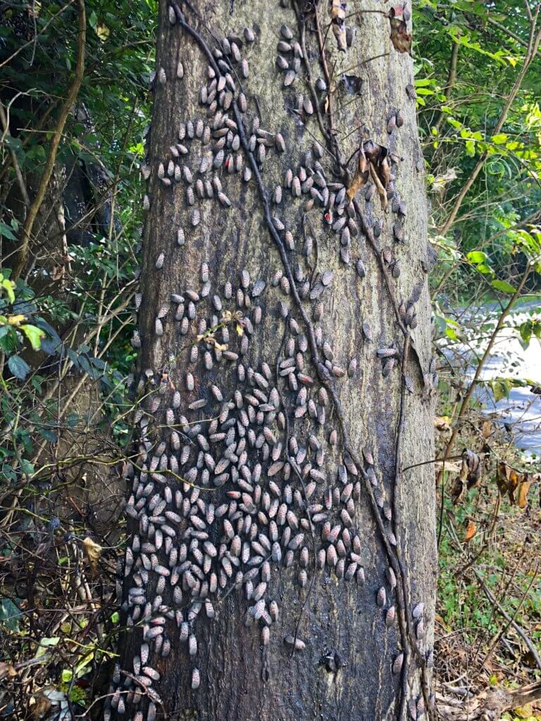 What Does A Spotted Lantern Fly Nest Look Like