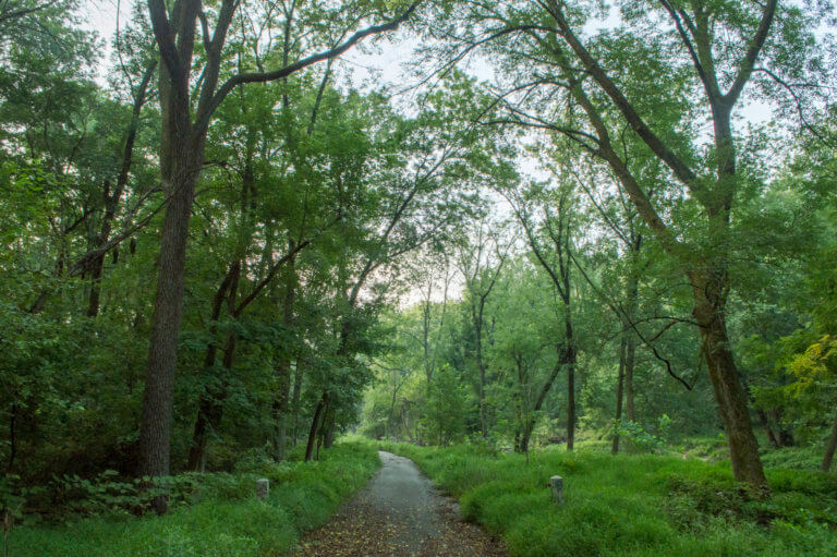 A green forest landscape with a trail in the middle leading into the distance.