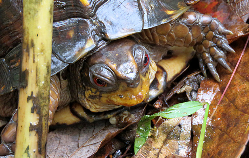 A box turtle on brown leaves at Mariton Wildlife Sanctuary