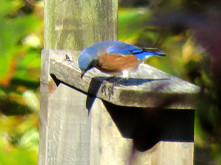 A Bluebird stands on the roof of a nest box and peers over the edge.