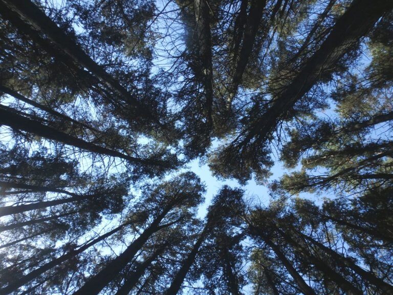 looking up at the evergreen trees from below with blue sky behind