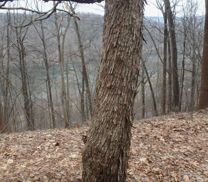 Close up of tree bark in a winter forest.