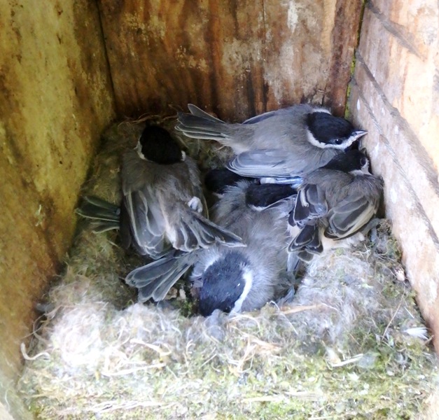 Chickadee fledglings nestled in a wooden nestbox.