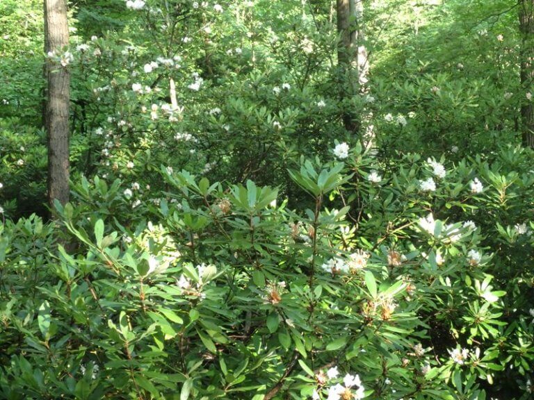 Rhododendrons growing in a forest in June.