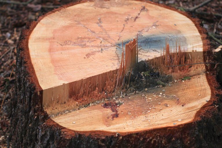 Close up of a tree stump