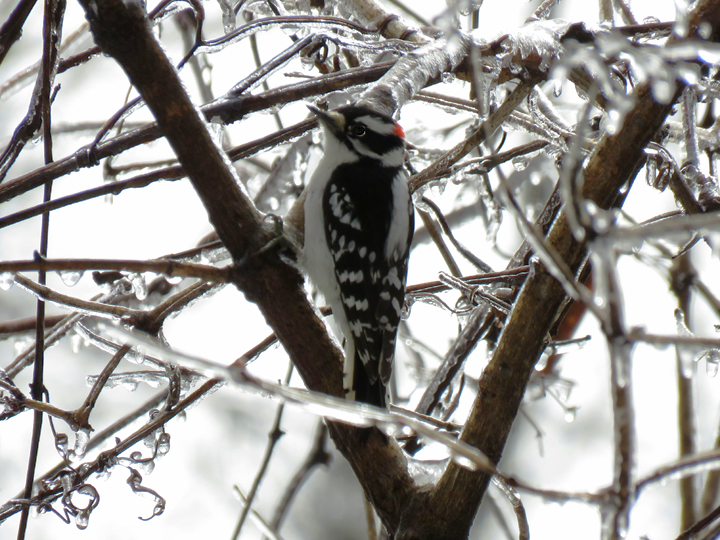 Downy Woodpecker perched among ice covered branches