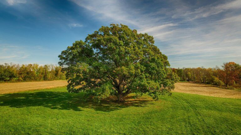 A large white oak tree stands in the middle of a grassy field surrounded by much smaller trees under a blue sky.