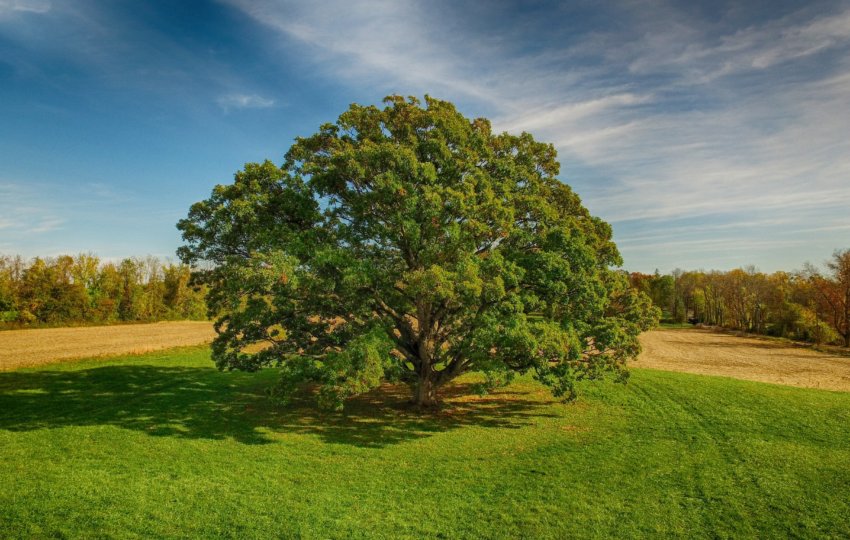 A large white oak tree stands in the middle of a grassy field surrounded by much smaller trees under a blue sky.