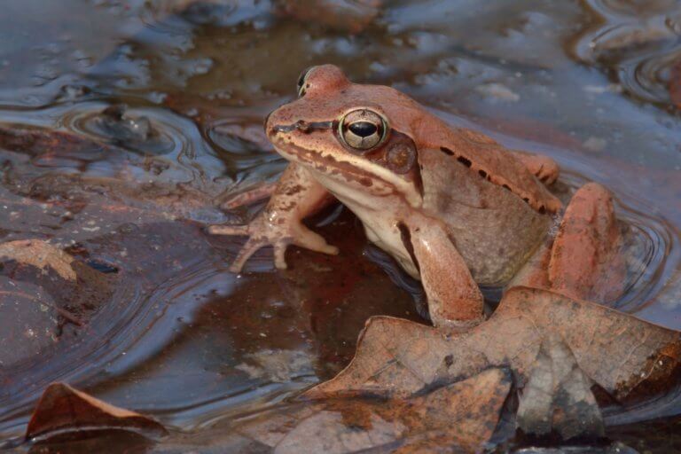 A woodfrog emerges from the water surrounded by brown leaves.