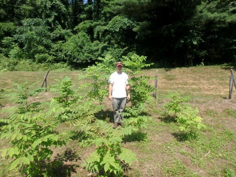 A man stands around leafy green saplings planted outdoors.