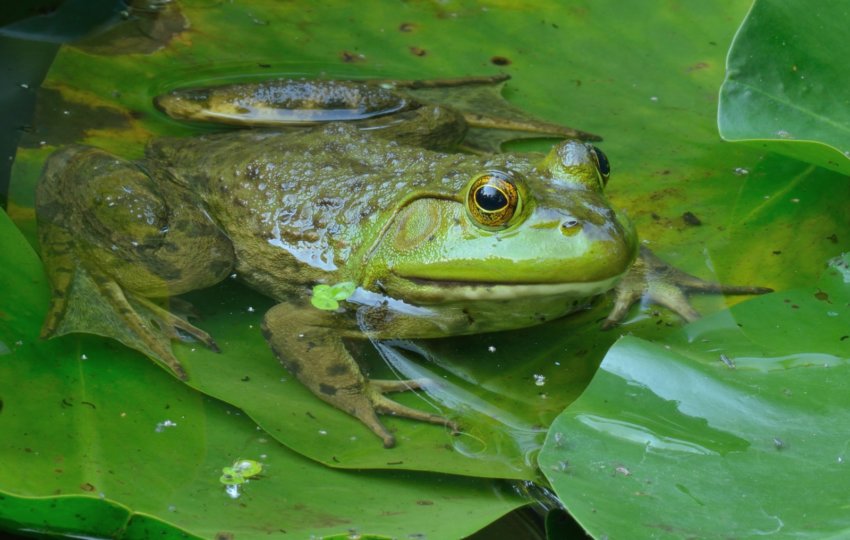 A Bullfrog pokes it's head out of the water sitting on large green leaves.