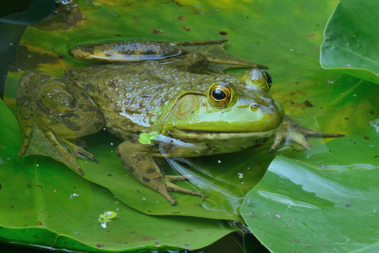 A Bullfrog pokes it's head out of the water sitting on large green leaves.