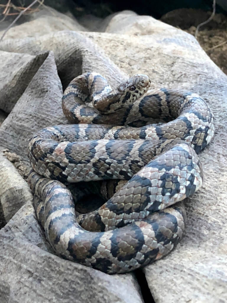 A brown and grey snake.