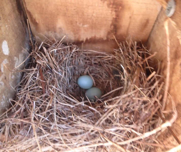Two bluebird eggs in a wooden nest box.