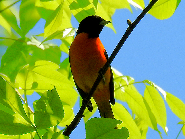A Baltimore Oriole perched on a thin branch in a green tree.