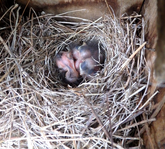 Four Bluebird hatchlings.