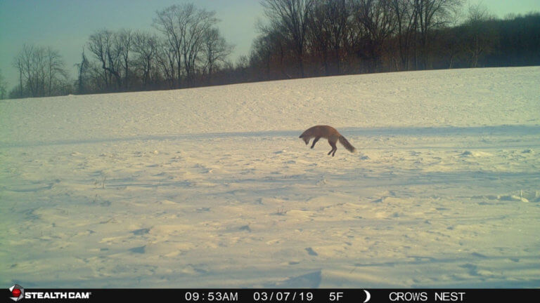 A fox jumps on a snowy meadow.