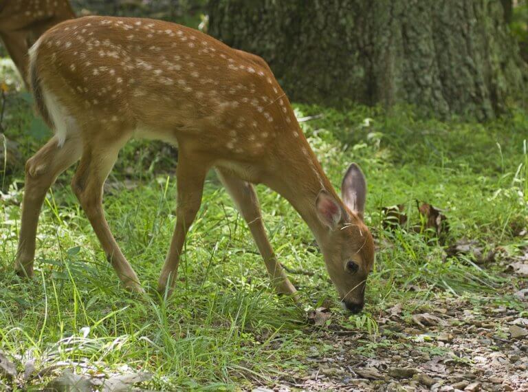 A white tailed deer nibbling on plants