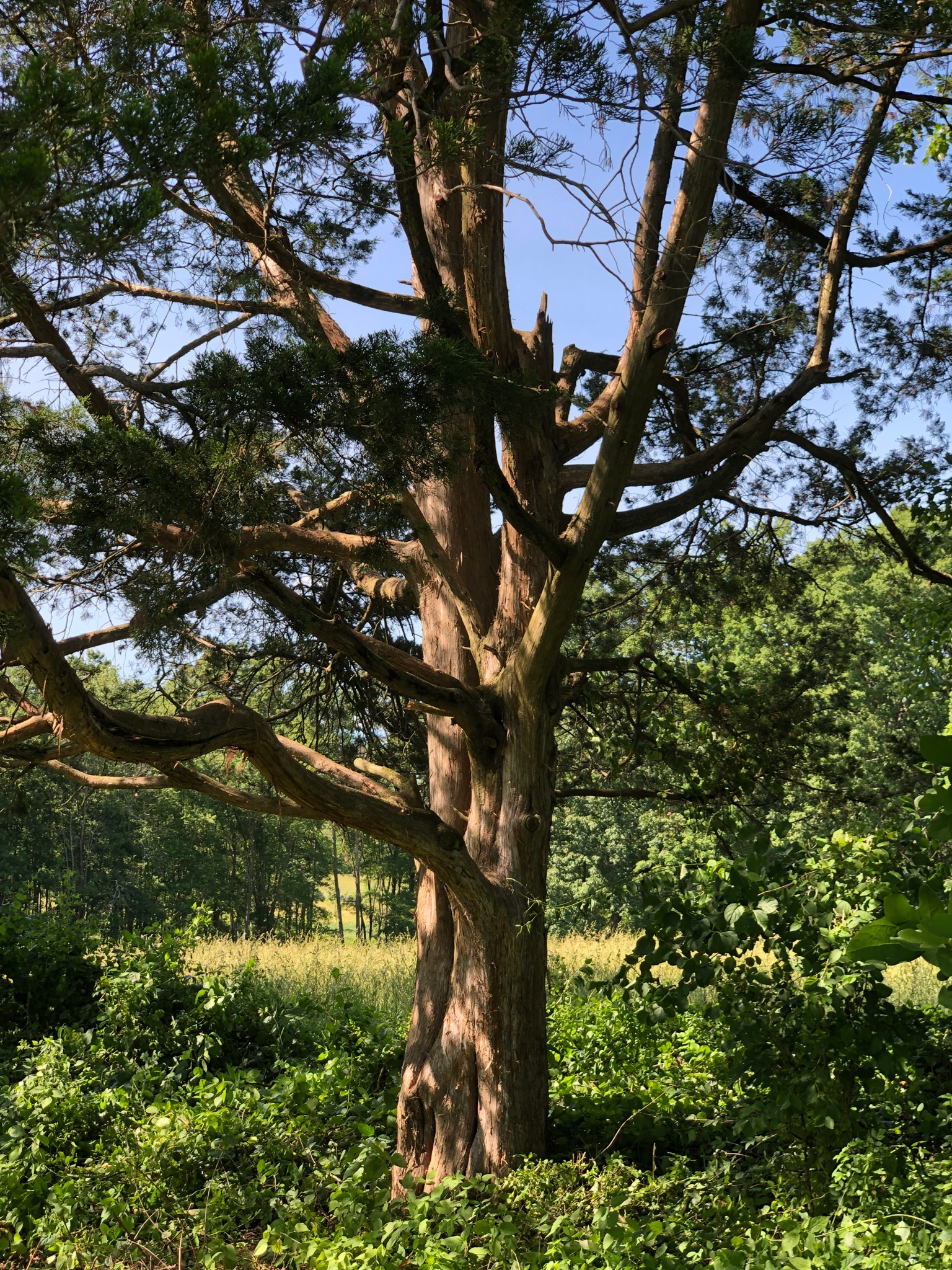 Crow's Nest: Climbing Trees - Natural Lands