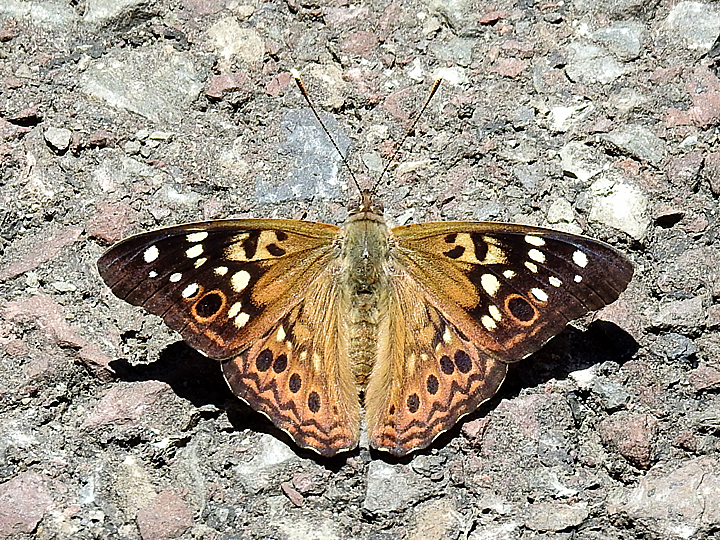 A Hackberry Emperor with outspread wings.