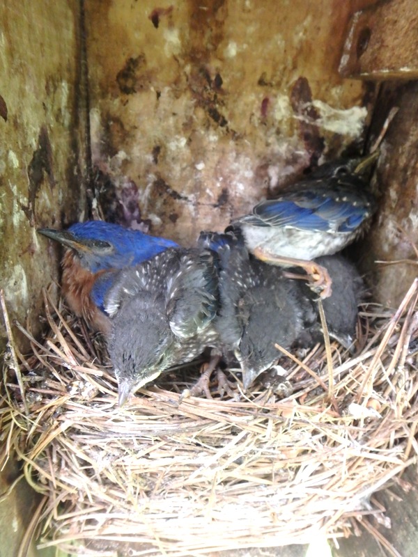A Bluebird Dad with his kids in a nestbox.