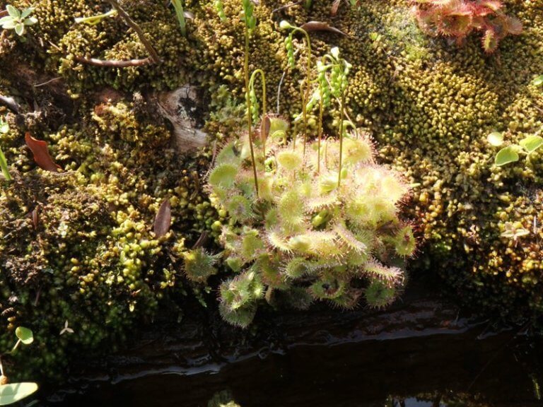 Green sundews on a log surrounded by moss.